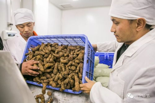 忙忙忙 畢節(jié)這些農(nóng)特產(chǎn)品熱銷,生產(chǎn)場景太 火爆