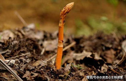 天麻壯根靈中藥材專用肥,天麻追肥用什么肥料好 天麻壯根有什么肥