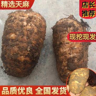 世界天麻首選云南省昭通市彝良縣小草壩鎮(zhèn)深山竹根烏天麻