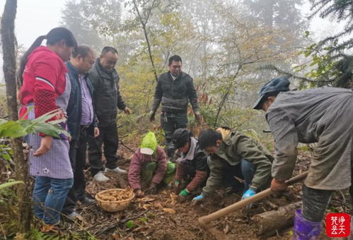 德江天麻迎來(lái)豐收季