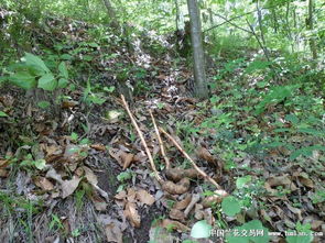 秦嶺下山野生鮮天麻