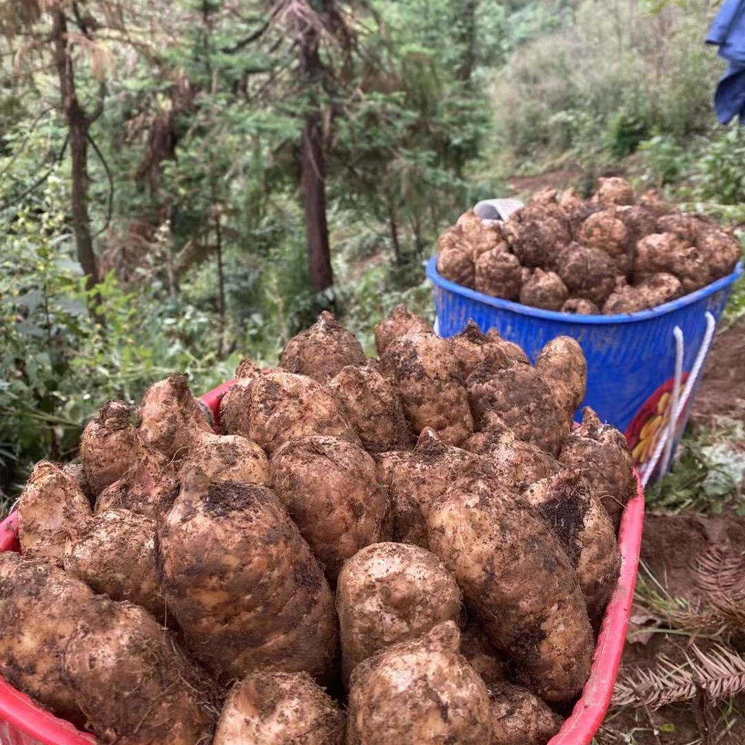 天麻云南鮮天麻昭通新鮮天麻小草壩當(dāng)季深山現(xiàn)挖現(xiàn)發(fā) 當(dāng)季鮮.