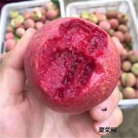 黃桃苗 二年黃桃苗基地 黃桃苗單價及報價