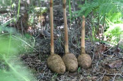 天麻產(chǎn)地及其價(jià)值探析